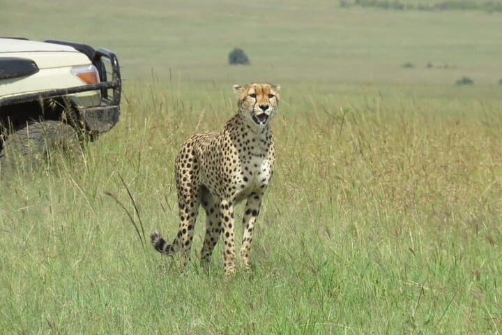 3-Day Masai Mara Group Safari: Midrange 2-Night Game-Drive Adventure photo 6