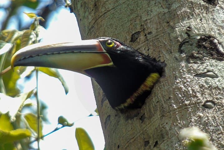 Mindo Cloud Forest Adventure: Hummingbirds, Waterfalls & Chocolate photo 4