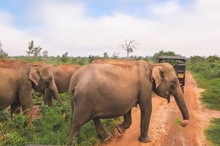 Private Udawalawe Jeep Safari from Bentota — Day Trip to See Wild Elephants photo 4