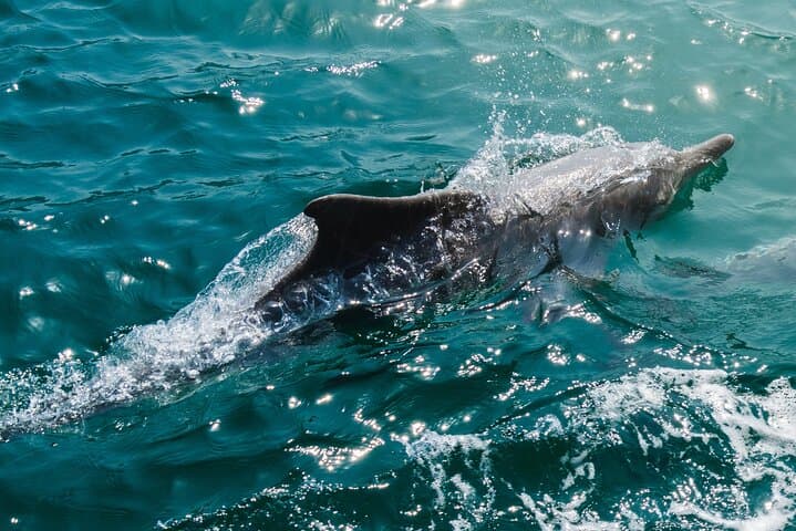 Half-Day Private Dhow Cruise Through the Musandam Fjords photo 6