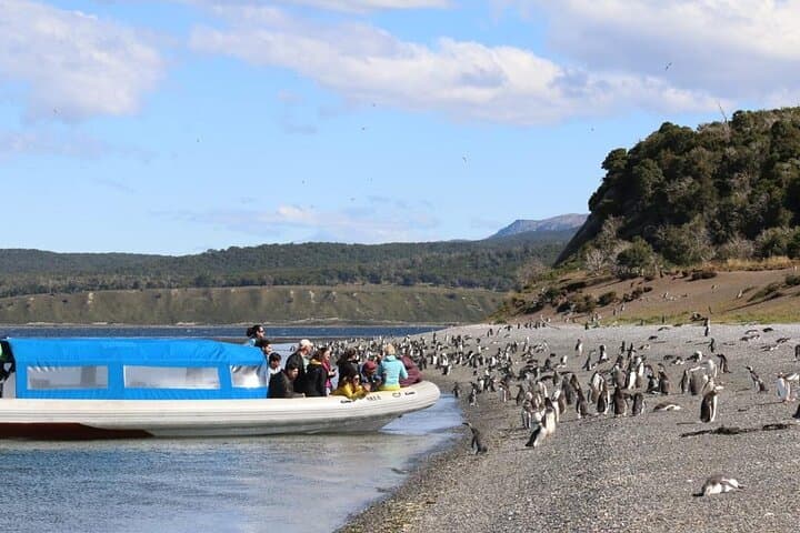 Ushuaia Penguin and Centolla Tour in 4x4 — Beagle Channel Wildlife & Seafood Day Trip photo 4