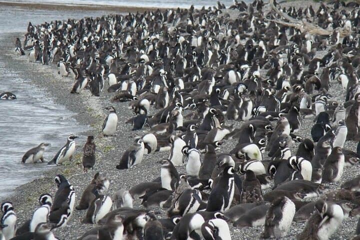 Ushuaia Penguin and Centolla Tour in 4x4 — Beagle Channel Wildlife & Seafood Day Trip photo 2