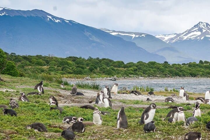 Ushuaia Penguin and Centolla Tour in 4x4 — Beagle Channel Wildlife & Seafood Day Trip photo 5