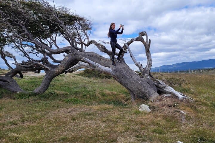 Ushuaia Penguin and Centolla Tour in 4x4 — Beagle Channel Wildlife & Seafood Day Trip photo 6