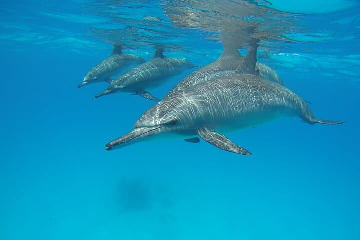 Dolphin House Reef: Marsa Alam Day Trip for Snorkeling & Scuba
