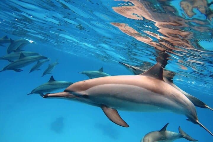 Dolphin House Reef: Marsa Alam Day Trip for Snorkeling & Scuba photo 2