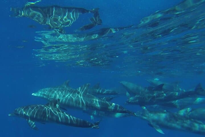 Mnemba Island Snorkeling & Dolphin Swim — Half-Day Tour from Nungwi photo 5