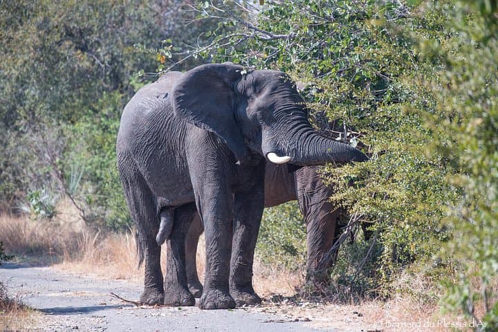 Up Close with Zambia's White Rhinos: Private Game Drive in Mosi-oa-Tunya photo 2
