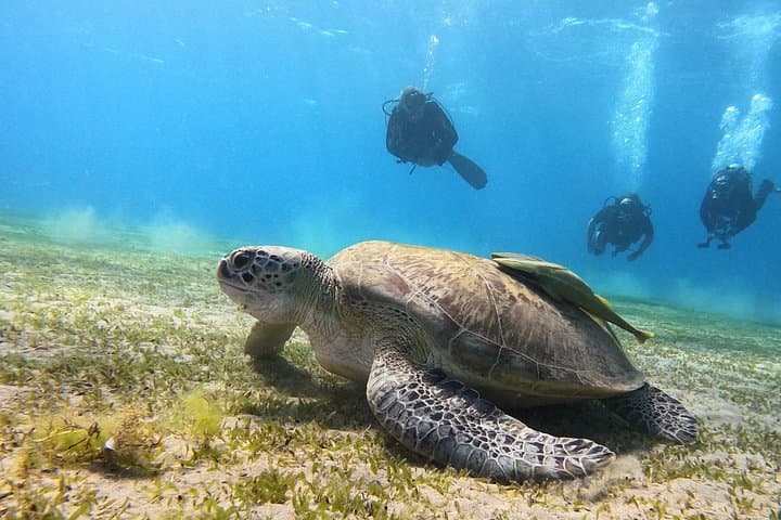 PADI Open Water Diver Course in Marsa Alam — Learn to Dive in the Red Sea photo 3