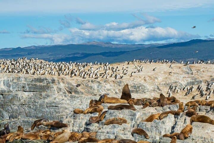 Beagle Channel Half-Day Tour to Isla de Lobos & Penguin Colony photo 5