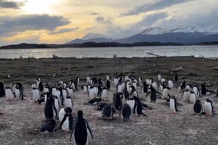 Beagle Channel Half-Day Tour to Isla de Lobos & Penguin Colony photo 6
