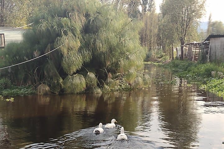 Xochimilco Canals & Chinampa Lunch: Meet Axolotls on a Private Trajinera photo 3