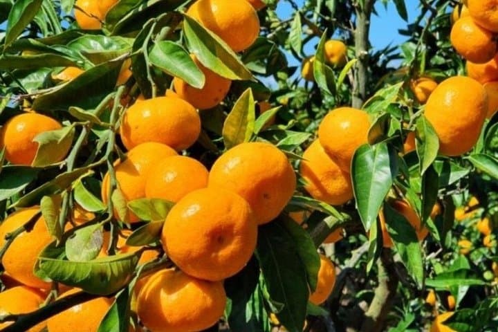 Jeju Tangerine Picking & Camellia Flowers Private Tour — Osulloc, Cheonjeyeon & Camellia Hill