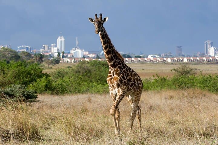 Evening Game Drive at Nairobi National Park: A Safari on the City’s Edge photo 3
