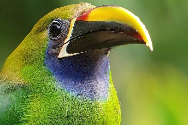Monteverde Toucan-Watching Tour: Spot Keel-Billed & Emerald Toucans in the Cloud Forest photo 4