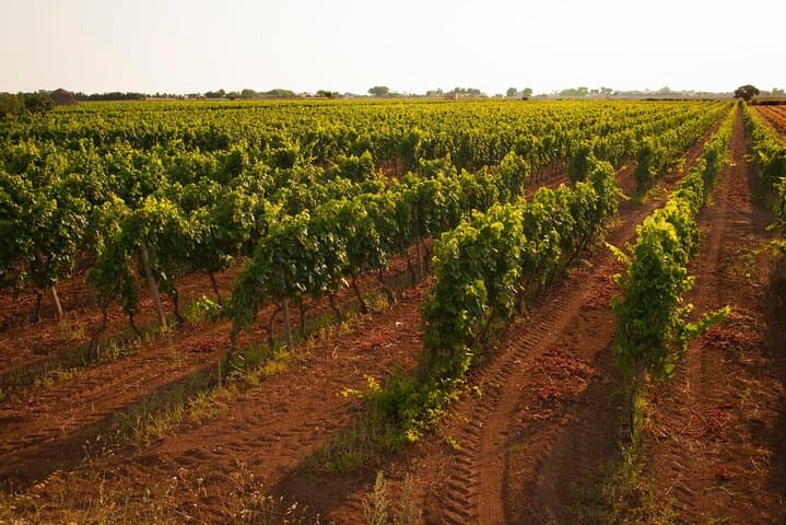 Salento Winery Day Trip from Lecce: Negroamaro & Primitivo Tasting with Lunch photo 6