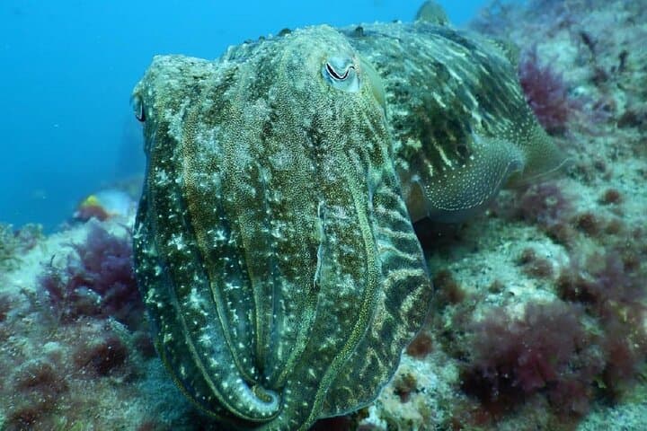 PADI Advanced Open Water Course — 5 Dives from Puerto Rico, Gran Canaria photo 6