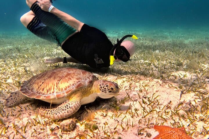 Private Cozumel Snorkel Charter: El Cielo, Turtle Sanctuary & Columbia Reef photo 3