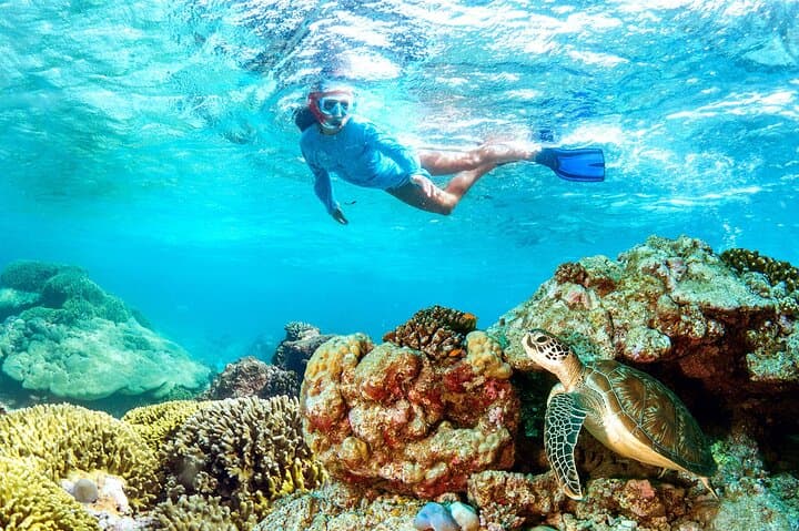 Marsa Mubarak Snorkeling: Swim with Turtles, Dolphins & Red Sea Reefs photo 2
