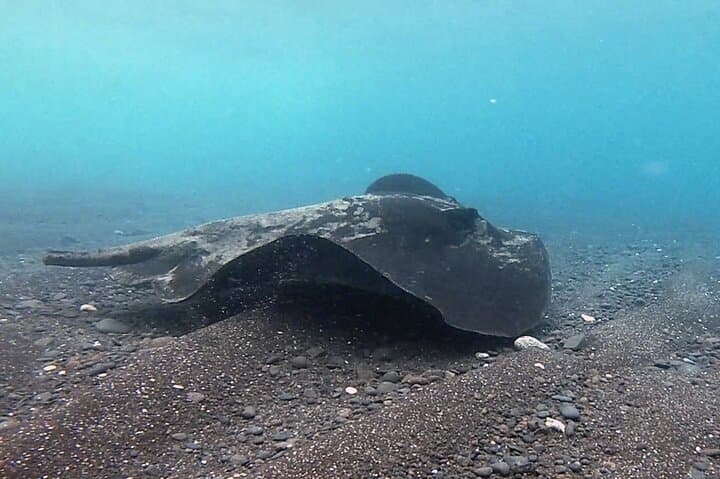 Discover Scuba Diving in Costa Calma: Introductory Dives in Fuerteventura photo 2
