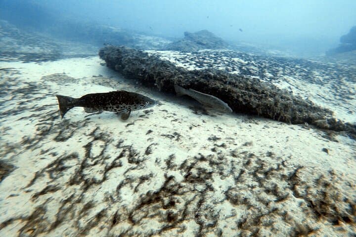 Discover Scuba Diving in Costa Calma: Introductory Dives in Fuerteventura photo 4