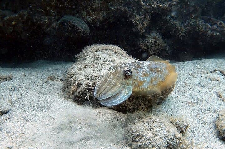 Discover Scuba Diving in Costa Calma: Introductory Dives in Fuerteventura photo 6