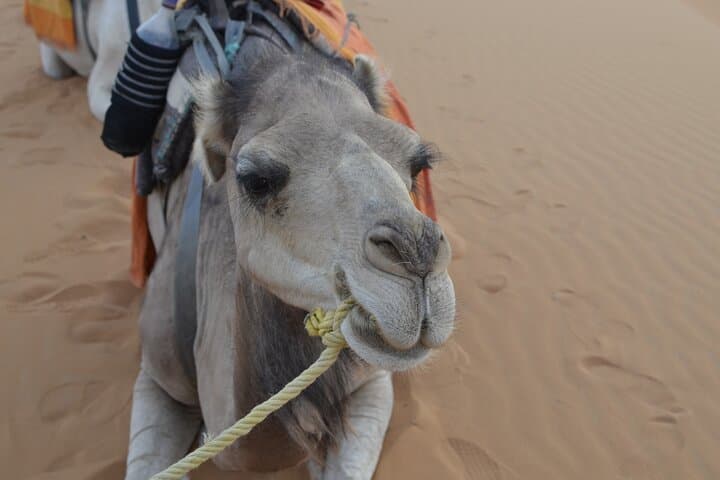 4-Day Private Desert Tour Marrakech to Merzouga: Sahara Camel Trek, Kasbahs & Gorges