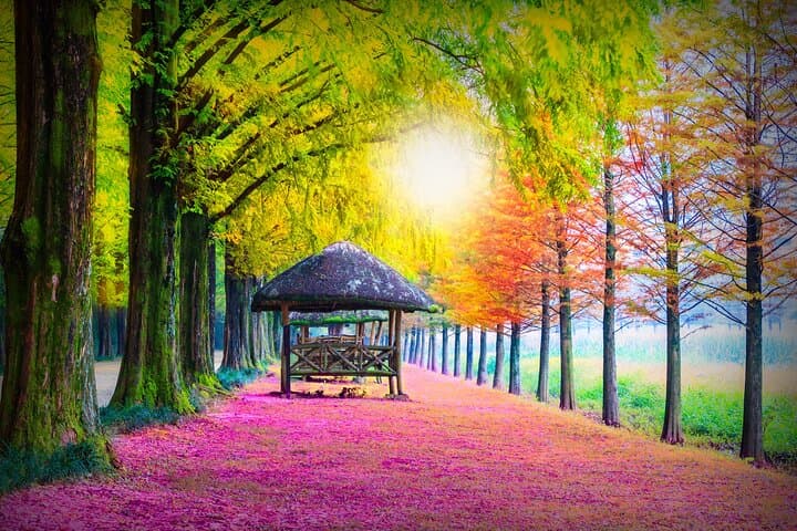 Seoul Day Trip: Nami Island, Petite France & The Garden of Morning Calm Private Tour