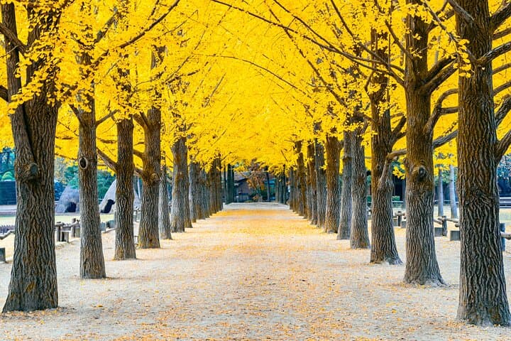 Seoul Day Trip: Nami Island, Petite France & The Garden of Morning Calm Private Tour photo 5