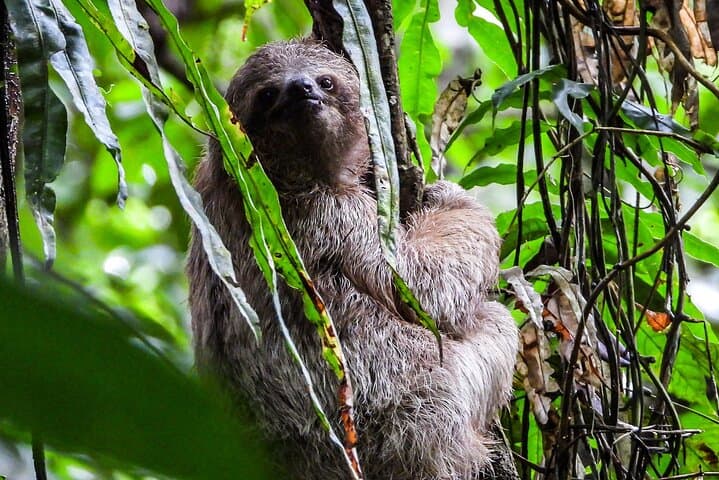Guanacaste Rainforest Safari: Llanos del Cortés Waterfall & Wildlife with Lunch photo 1