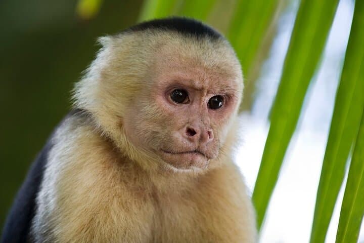 Guanacaste Rainforest Safari: Llanos del Cortés Waterfall & Wildlife with Lunch photo 2