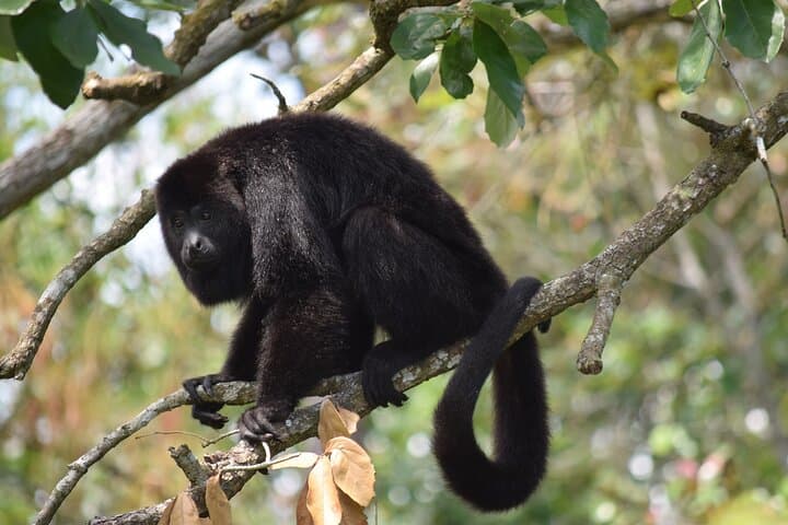 Guanacaste Rainforest Safari: Llanos del Cortés Waterfall & Wildlife with Lunch photo 3