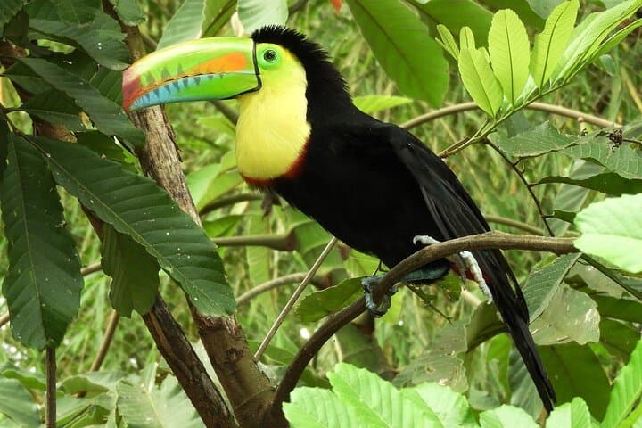Guanacaste Rainforest Safari: Llanos del Cortés Waterfall & Wildlife with Lunch photo 4