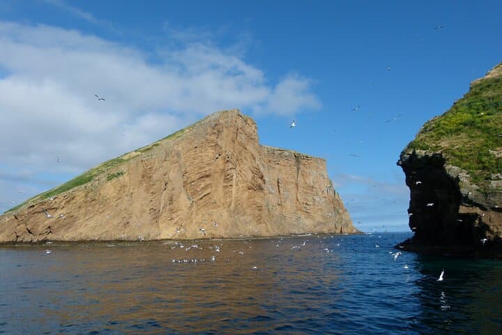 Ilhéus das Cabras Private Boat Tour — Wildlife, Cliffs & Blue Caves of Terceira photo 3