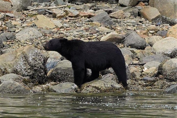 Spring Bears and Whales Tour in Campbell River — Bear and Whale Watching in the Salish Sea