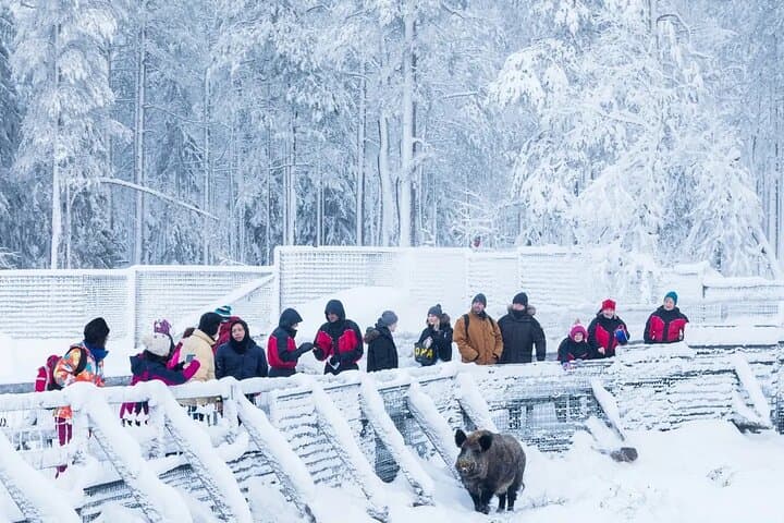 Private Ranua Zoo Tour: Arctic Wildlife & Polar Bear Visit from Rovaniemi photo 2