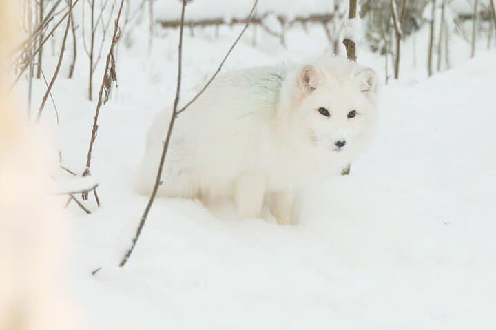 Private Ranua Zoo Tour: Arctic Wildlife & Polar Bear Visit from Rovaniemi photo 4