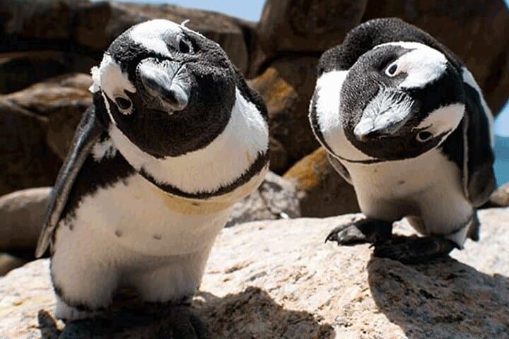 Full-Day Cape Peninsula & Cape of Good Hope Tour — Penguins, Chapman's Peak & Cape Point photo 3