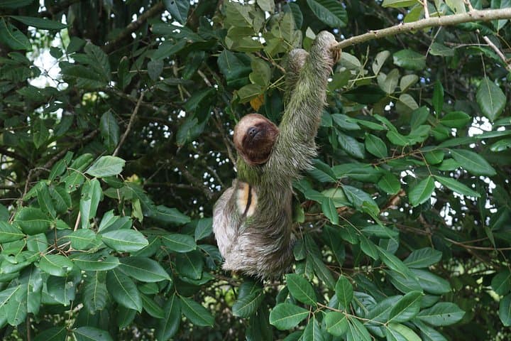 Private Sloth Tour in La Fortuna: Guided Rainforest Walk Near Arenal photo 2