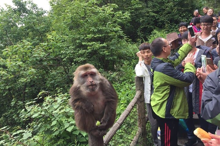 Leshan Giant Buddha & Emei Mt. Golden Summit: 2-Day Cultural Hike from Chengdu photo 5