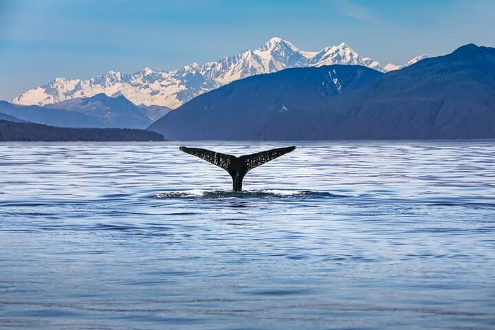Kaikōura Day Trip From Christchurch: Dolphin Encounter & Coastal Wildlife photo 2