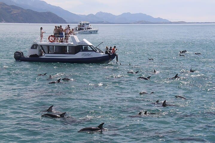 Kaikōura Day Trip From Christchurch: Dolphin Encounter & Coastal Wildlife