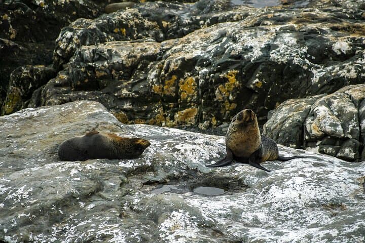 Kaikōura Day Trip From Christchurch: Dolphin Encounter & Coastal Wildlife photo 6