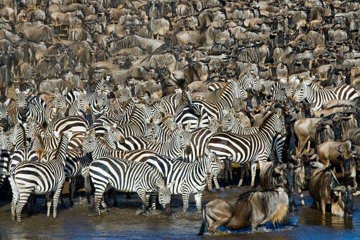 4-Day Safari from Arusha: Tarangire, Serengeti & Ngorongoro Crater photo 3