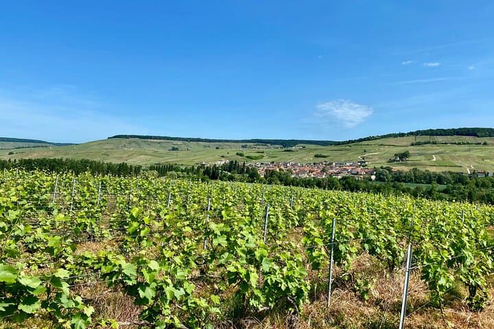 Private Champagne Day Tour from Paris to Moët & Chandon and Nicolas Feuillatte photo 5