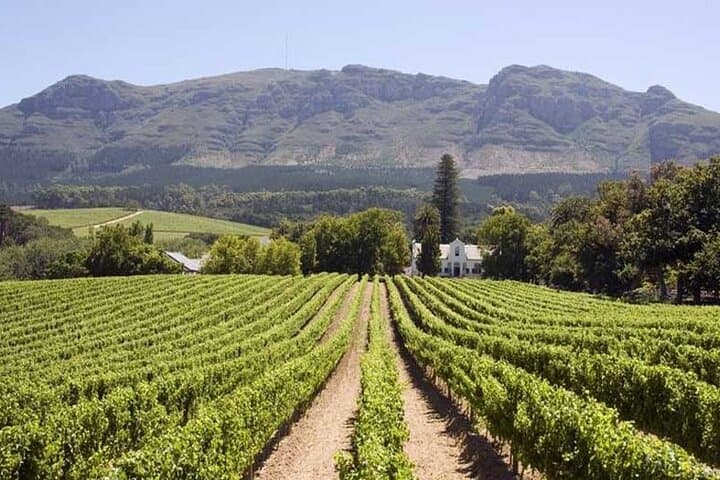 Cape Winelands Wine Tasting Tour: Stellenbosch, Franschhoek & Paarl from Cape Town photo 3