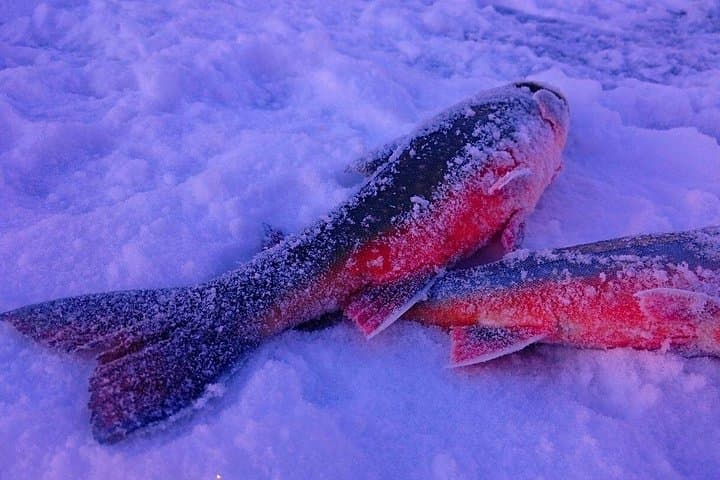 Ice Fishing for Arctic Char in Älvdalen: Guided Wilderness Day Trip
