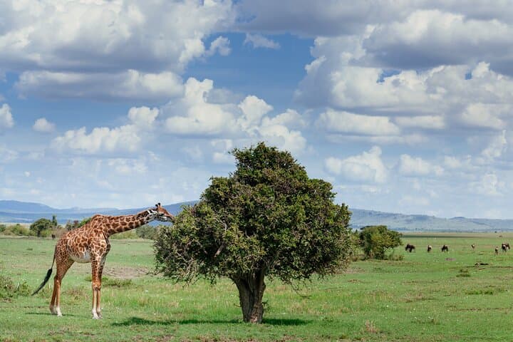 Private Tarangire National Park Day Safari from Arusha photo 3