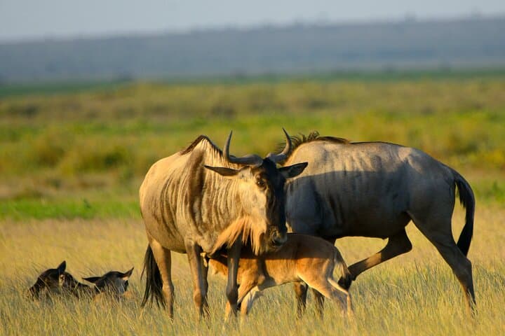 Private Tarangire National Park Day Safari from Arusha photo 4