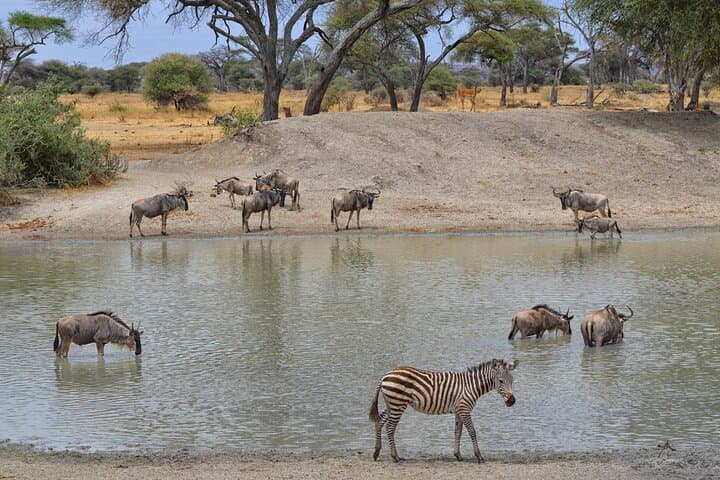 Private Tarangire National Park Day Safari from Arusha photo 5
